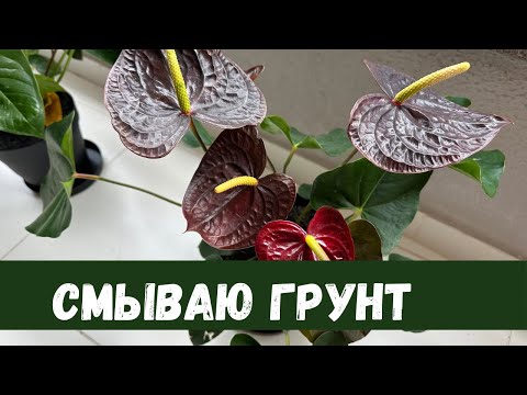 Видео: Мужское Счастье, Мою Корни, Антуриум Черный Принц