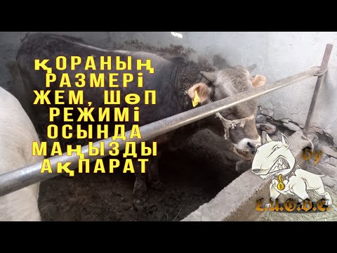 Видео: Қораның размері және қора салғандағы қателіктер