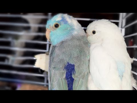 Видео: Ероха и Белка! Подсаживание самки воробьиного попугая. День первый.