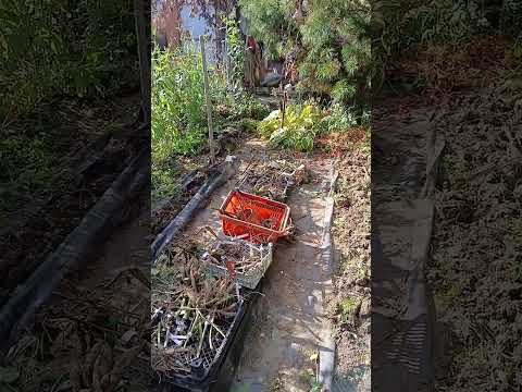 Видео: 02.10.2025 Выкапываю георгины.