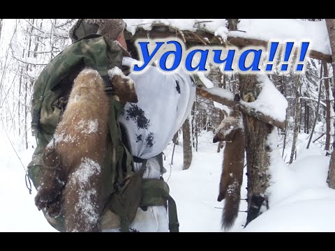Видео: Куница за куницей// Один в лесу// Промысел