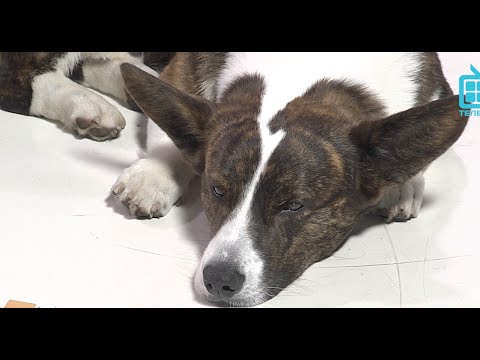 Видео: Test.tv: Все для животных. Вельш-корги – все что нужно знать о породе