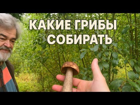 Видео: Какие грибы собирать? Фильм для сына. 