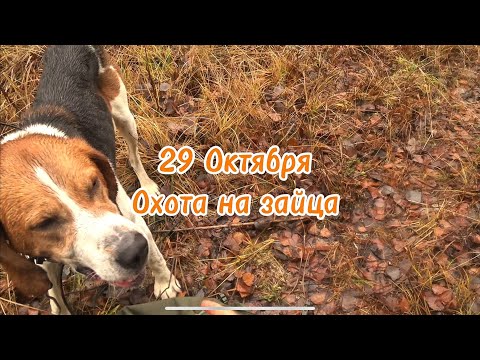 Видео: Тихая погода, спокойный лес и удачная охота с Валдаем.