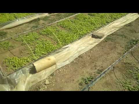 Видео: 29 апреля 2020 г.