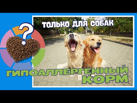 Видео: Гипоаллергенный корм для здоровья собак #probalanceкорм #обзоротprobalance #аллергияусобак