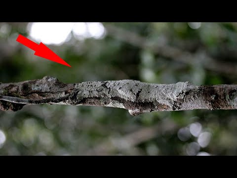 Видео: Почти невидимые животные! Непревзойденные мастера маскировки!