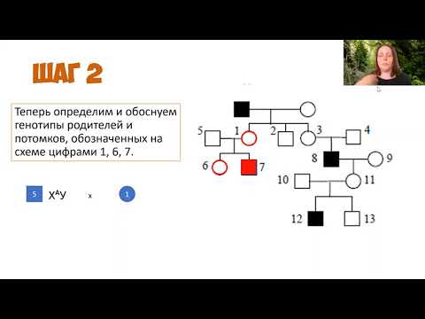 Видео: Генеалогический метод