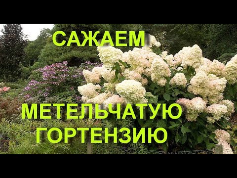 Видео: КАК посадить МЕТЕЛЬЧАТУЮ ГОРТЕНЗИЮ правильно?