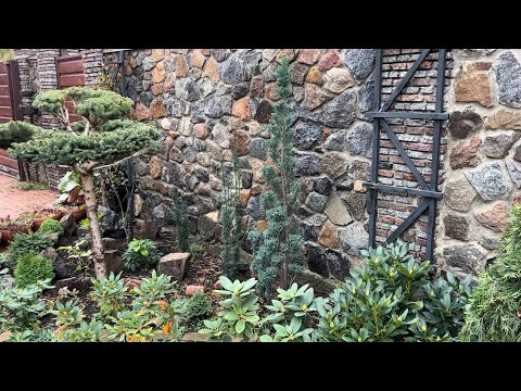 Видео: СЕМЬ СОРТОВ ТИСА В ЛАНДШАФТНОМ ДИЗАЙНЕ НАШЕГО САДА! ПРОГУЛКА: ИНТЕРЕСНЫЕ ВАРИАНТЫ ЗАБОРОВ! #taxus