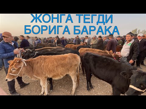 Видео: КАМАШИ ЧИМ МОЛ БОЗОРИ НАРХЛАРИ 2025-ЙИЛ 1-НОЙАБР! QAMASHI CHIM MOL BOZORI NARXLARI 2025-YIL 1-NOYABR
