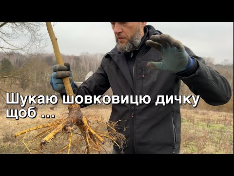Видео: Копаю дикі шовковиці щоб прищепити сортові. Зроби так само і матимеш свій шовковичний гай.