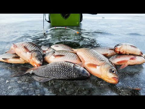 Видео: Караси ВЫКЛАДЫВАЮТ КИВКИ  / ЗИМНЯЯ РЫБАЛКА 2021 / Ловля карася зимой / Зимний карась