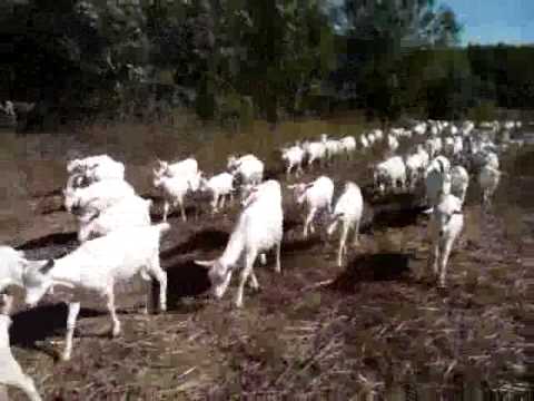Видео: Прогулка с козами на ферме Кубанская семья