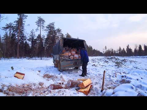 Видео: Заготовка дров в лесу. Новая делянка. Тулан поехал со мной. Косачи на деревьях.