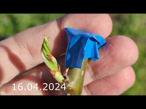 Видео: прививка дерева используя садовую пилу // grafting a tree with a garden saw