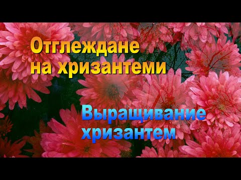 Видео: Отглеждане на хризантеми Выращивание хризантем