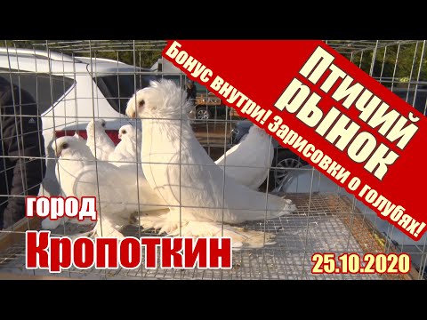 Видео: Птичий рынок - Кропоткин [25.10.2020]. Голуби - Ленинградская.