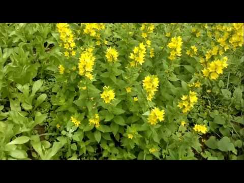 Видео: Нина Вараксина Мой край любимый и родной(избранное)