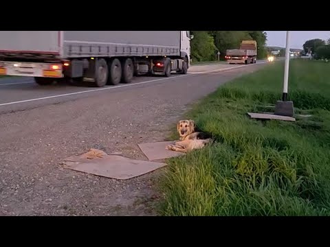 Видео: «Пожалуйста, не оставляйте меня здесь» — тысячи машин проехали мимо… Никто не остановился, чтобы
