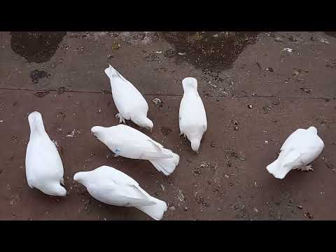 Видео: 10 октября 2025 г.