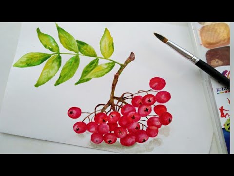Видео: Рябина акварелью! Рисунки для начинающих!!