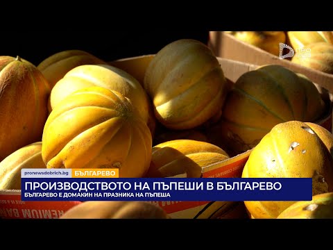 Видео: Производстото на пъпеши в Българево е традиция и поминък