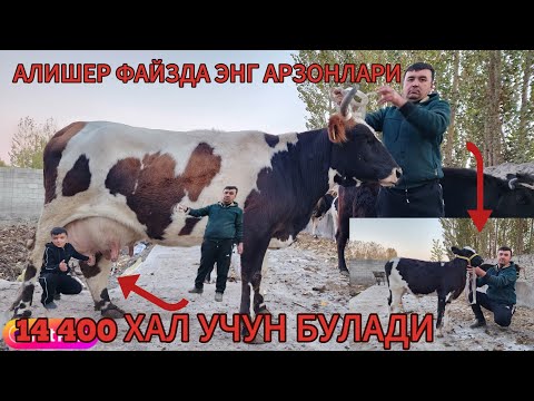 Видео: АЛИШЕР ФАЙЗ БУГУНХАМ БУГОЗДИ ПУЛИГА ЭНА БОЛА БОЛАРИ БУКАЧА СОТАДИ