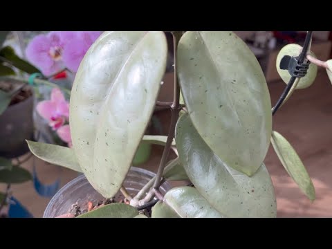 Видео: Как БЫСТРО РАСТУТ Хойи в ОБЫЧНОЙ квартире 🍃🪴☘️