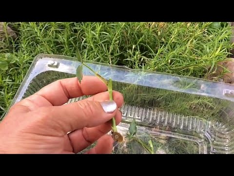 Видео: Летнее черенкование роз!!!🌹- Быстрый результат и все тонкости этого дела😉