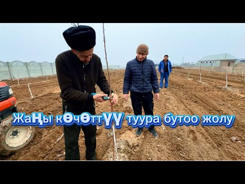 Видео: Жаңы көчөттүү туура бутоо жолу