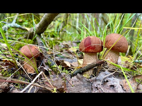 Видео: ГРИБНАЯ ДОРОГА УСЕЯНА ГРИБАМИ! Грибник не ожидал столько грибов! Белые грибы. УДАЧНАЯ ТИХАЯ ОХОТА!