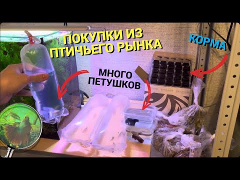 Видео: ПОКУПКИ ИЗ ПТИЧЬЕГО РЫНКА САДОВОДА МОСКВА (ЗИМА 2023) l МНОГО ПЕТУШКОВ, СОМЫ, ЖИВОРОДКА, КОРМА