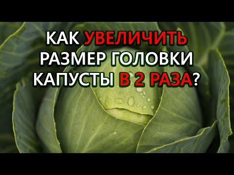 Видео: Сейчас именно то время когда можно увеличить размер кочана капусты в два раза!