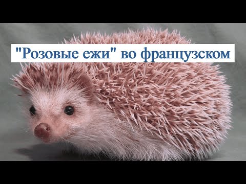 Видео: Говорим как французы. "Розовые ежи" - важный атрибут французского языка
