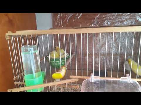 Видео: Разведение канареек. Содержание и  кормление.