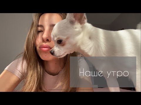 Видео: Наше утро с собакой