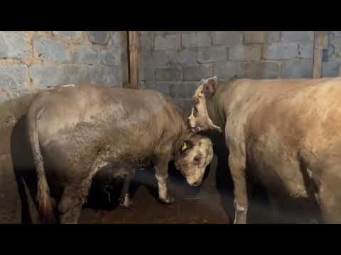 Видео: Откорм бычков, результат 6 месяцев откорма нашего подписчика! бык упал на ноги нужны советы.