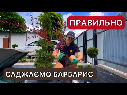 Видео: Основные правила посадки барбарисов. Где, когда и как? Основы ухода.