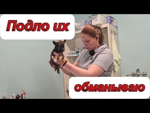 Видео: Почему в приюте щенки умирают?