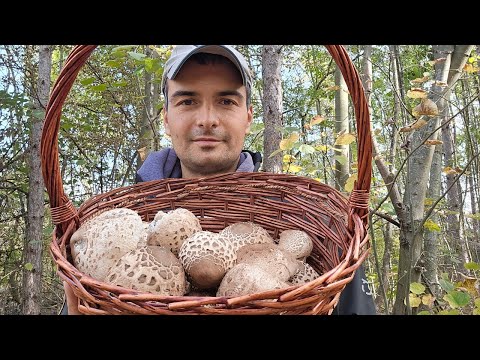 Видео: Сърнели край Варна