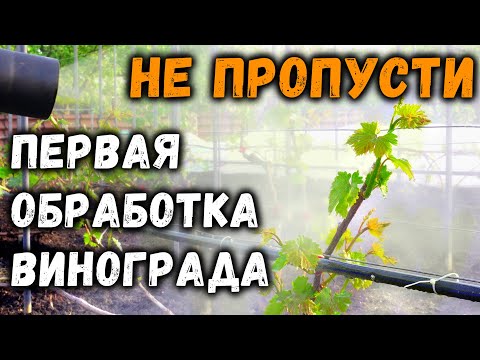 Видео: Первая обработка винограда