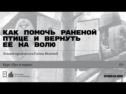 Видео: «Как помочь раненой птице и вернуть её на волю». Лекция орнитолога Елены Исаевой