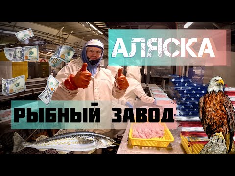 Видео: Работа на рыбном заводе на Аляске 🇺🇸 | Остров Датч-Харбор