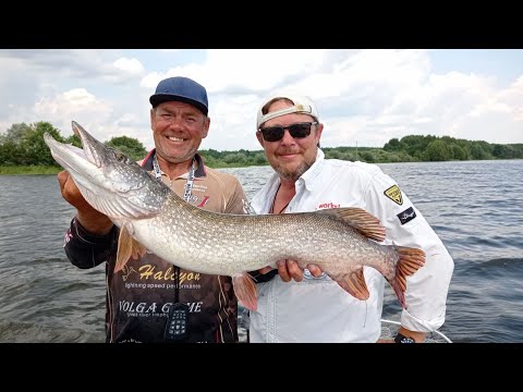 Видео: Пять видов рыб в июльскую жару. ЖЕРЕХ, СУДАК, ОКУНЬ, БЕРШ и ЩУКА со дна на джиговую проводку