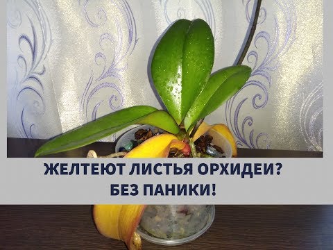 Видео: ПОЧЕМУ ЖЕЛТЕЮТ ЛИСТЬЯ ОРХИДЕЙ ?