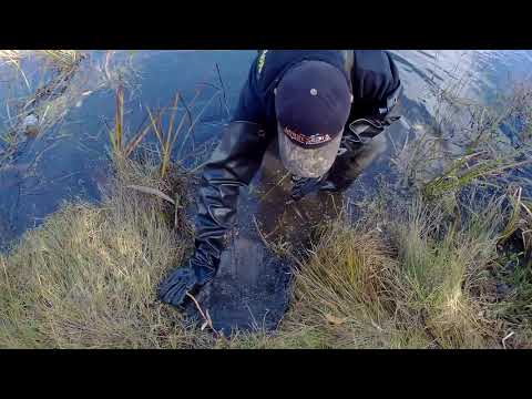Видео: Постановка капкана на бобра (Сastor Mount + Beaver Creek )
