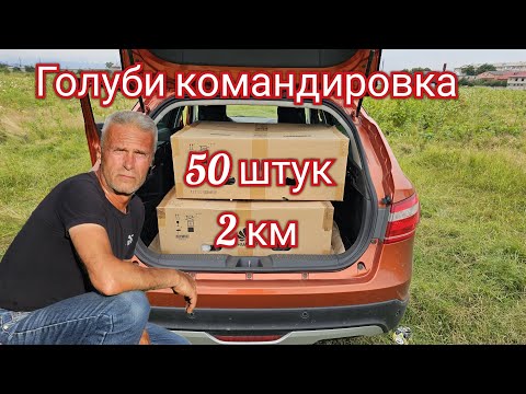 Видео: Голуби командировка 50 штук