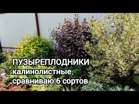 Видео: 6 сортов пузыреплодника: чем отличаются, теряют ли цвет в тени