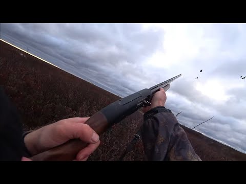 Видео: Охота на гуся.Осень 2023 .Проводили гусей с Ямала.